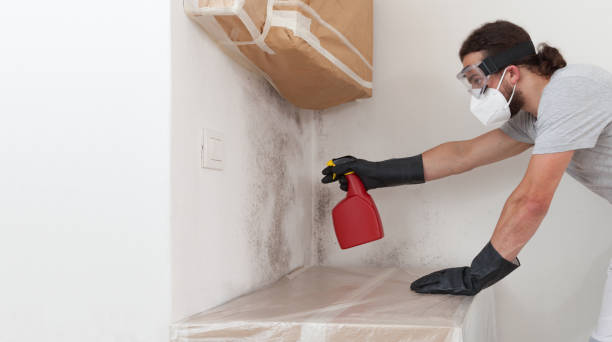 Professional Basement Mold Remediation technician working in Florence, KY
